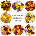 Fresh-Cut Large Rainbow Poms Flower Bunch, Colors Vary