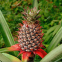 Fresh Pineapple, Each