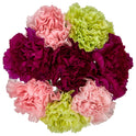 Fresh-Cut Rainbow Carnations Flower Bunch, Minimum 8 Stems, Colors Vary