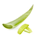 Fresh Aloe Leaf, Each