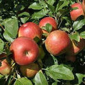 Fresh Fuji Apple, Each