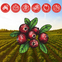 Farm Fresh Cranberry Fruit Wine, Michigan, 12% ABV, 750ml Glass Bottle, 5-150ml Servings