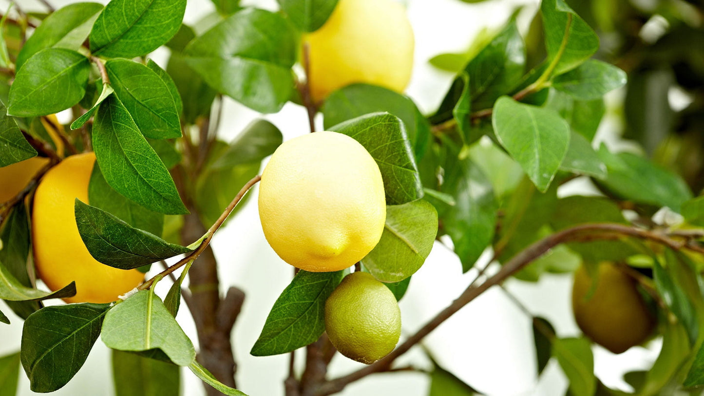 Fresh Lemon, Each