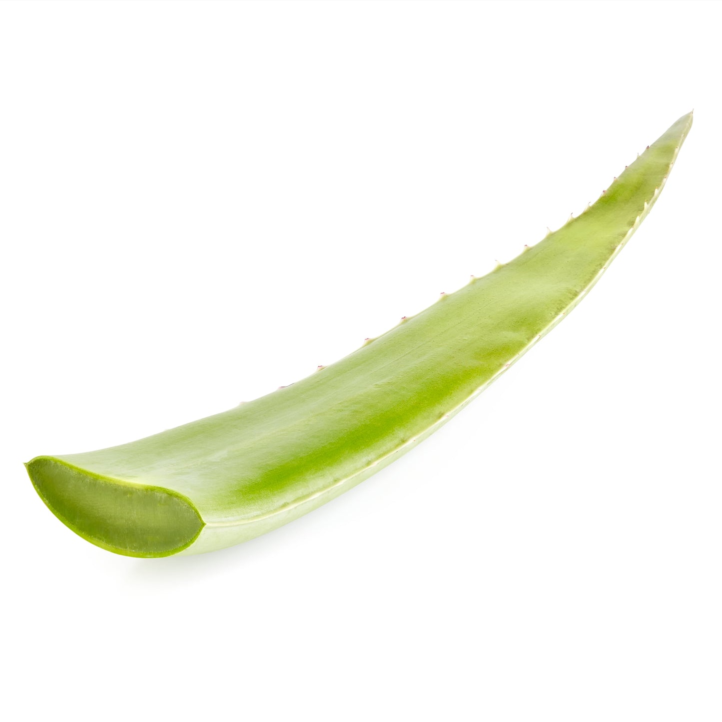 Fresh Aloe Leaf, Each