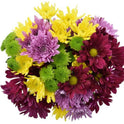 Fresh-Cut Large Rainbow Poms Flower Bunch, Colors Vary