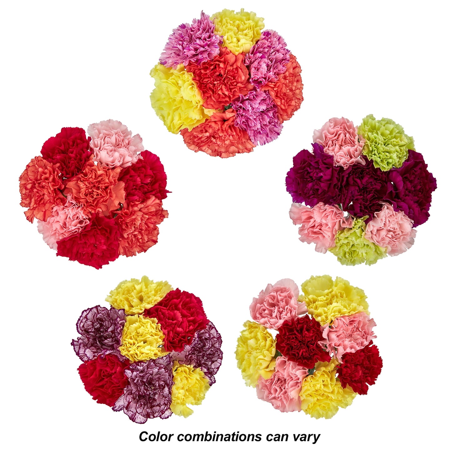 Fresh-Cut Rainbow Carnations Flower Bunch, Minimum 8 Stems, Colors Vary