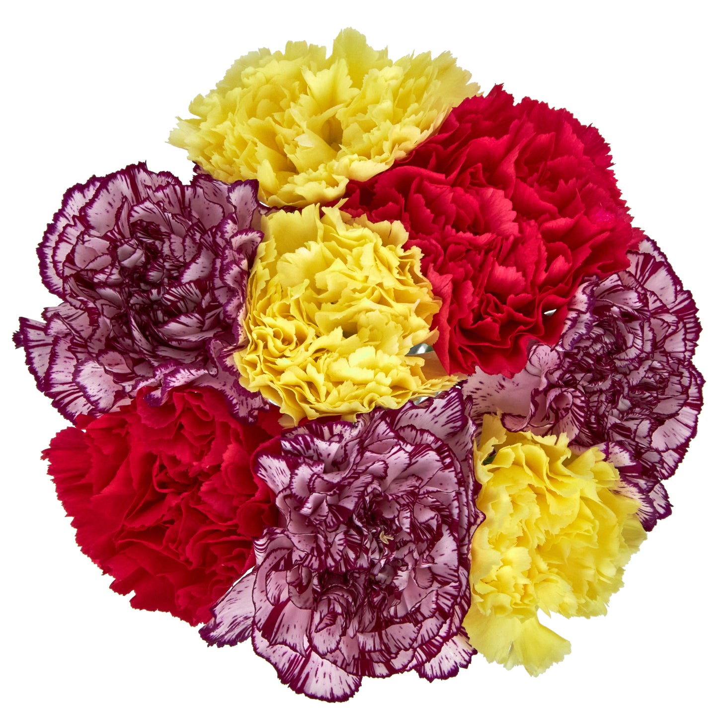 Fresh-Cut Rainbow Carnations Flower Bunch, Minimum 8 Stems, Colors Vary