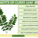 Curry Leaves Packet