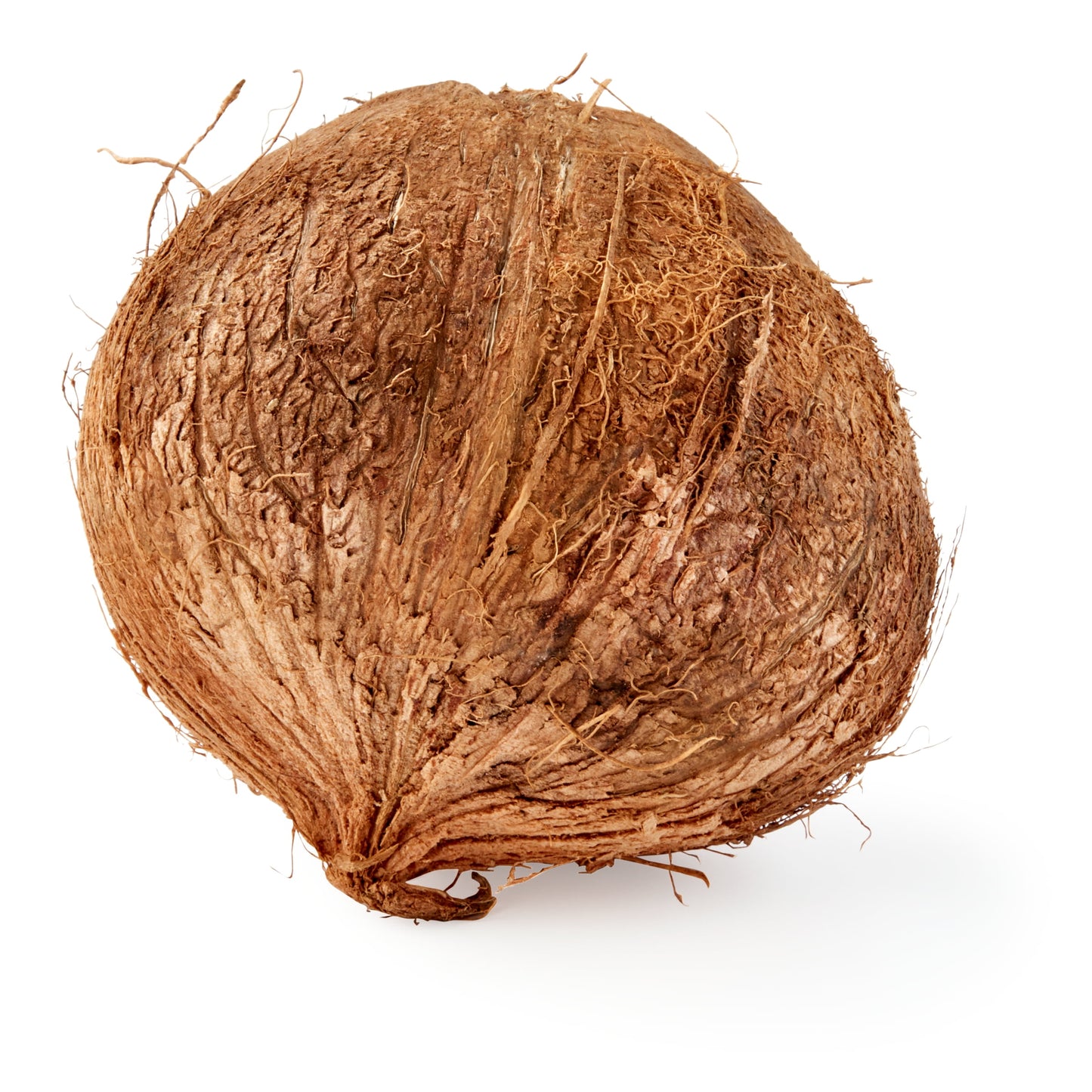 Fresh Coconut, Each, 1 Count