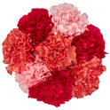 Fresh-Cut Rainbow Carnations Flower Bunch, Minimum 8 Stems, Colors Vary