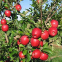 Fresh Envy Apples, Each