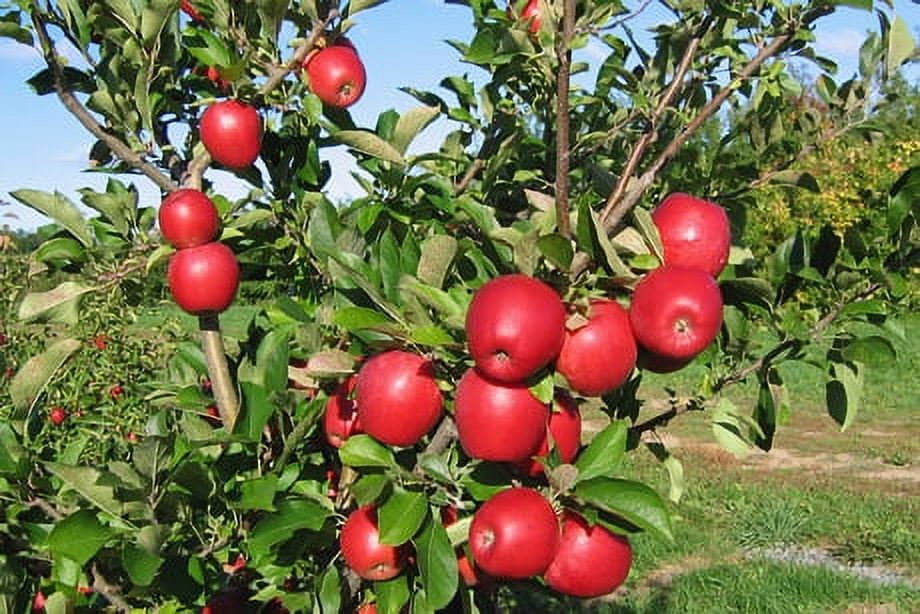 Fresh Envy Apples, Each