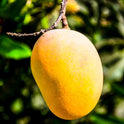 Fresh Mangoes, Each, Sweet