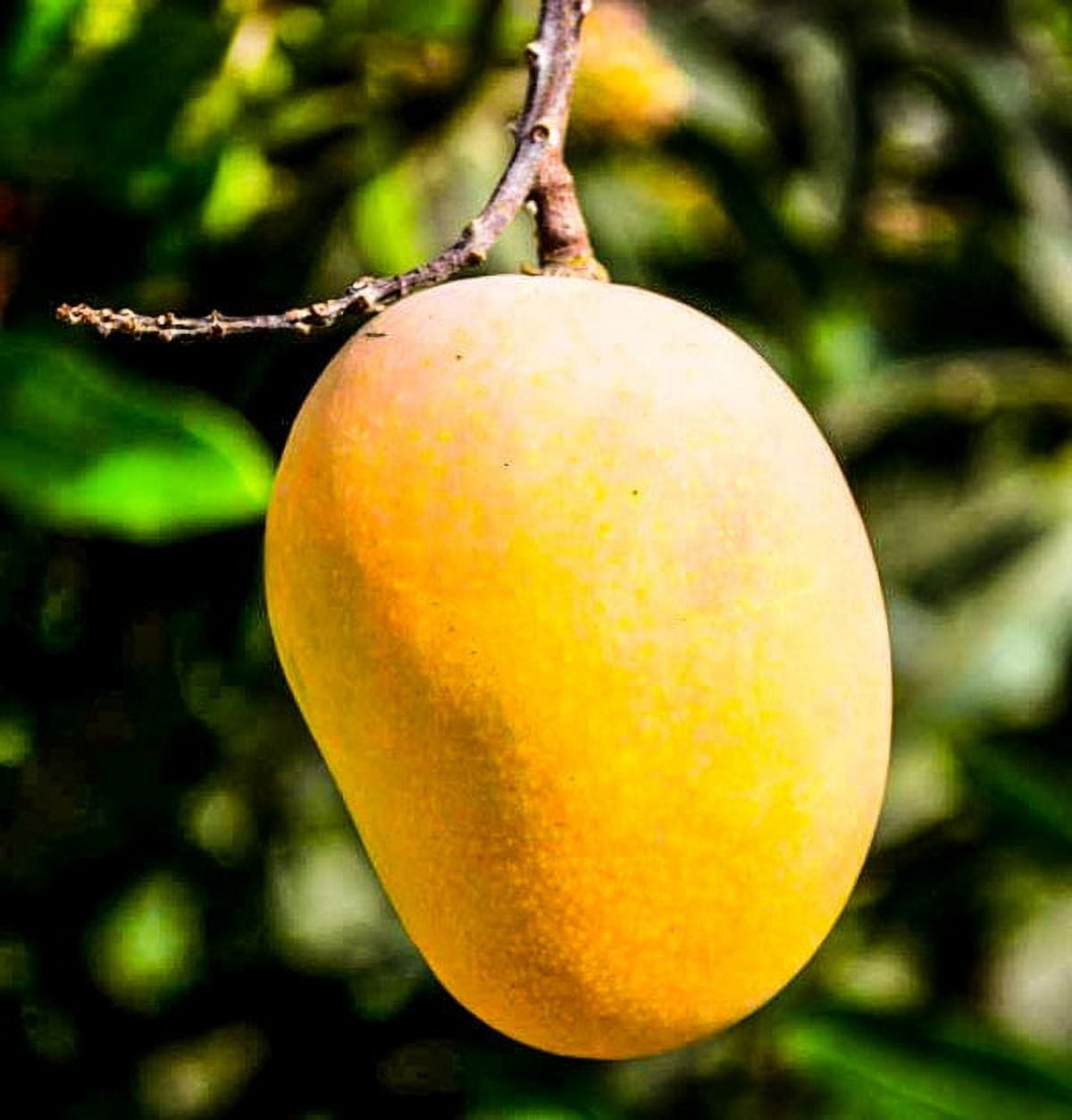 Fresh Mangoes, Each, Sweet