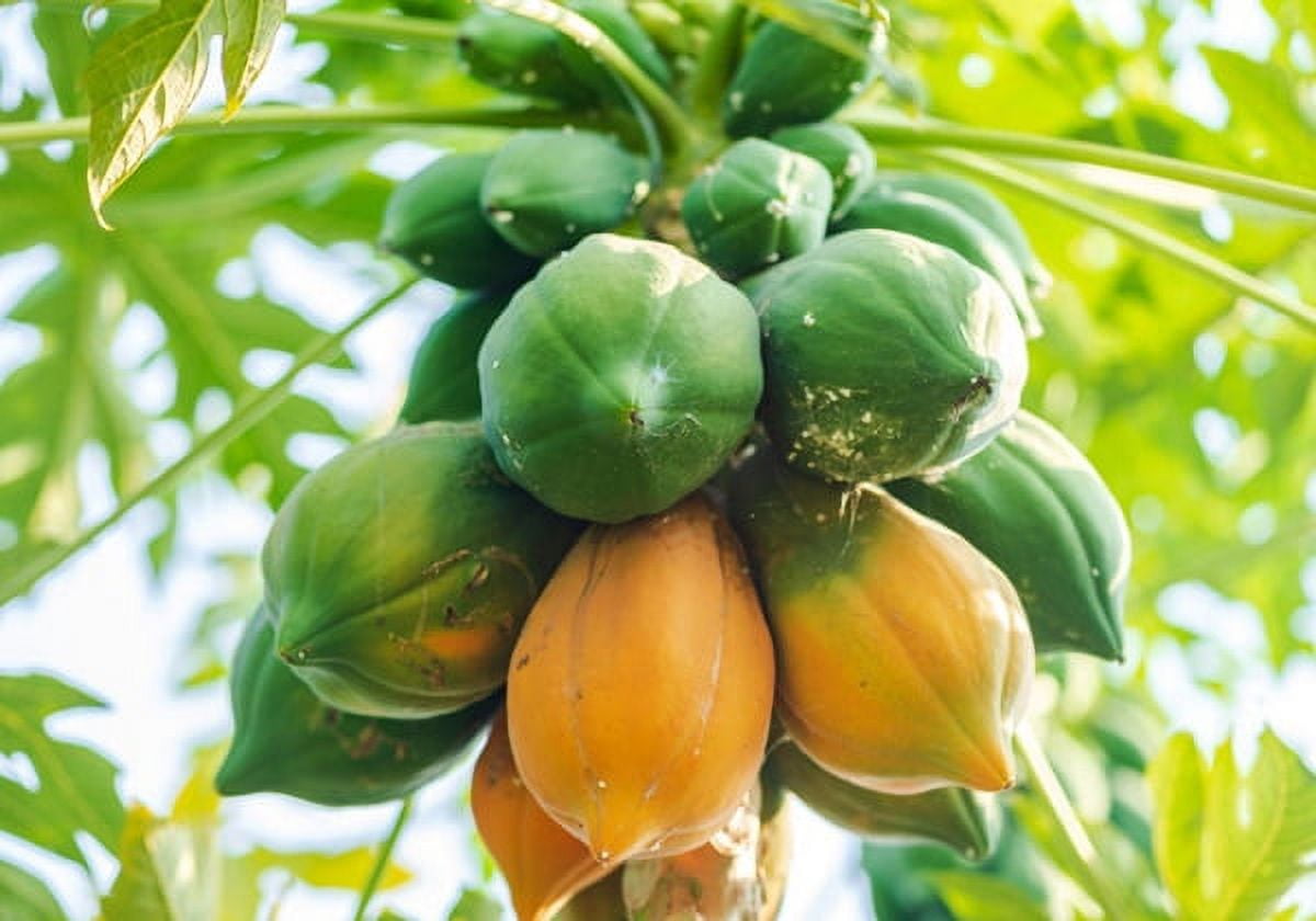 Fresh Papaya, Each, 1 Count