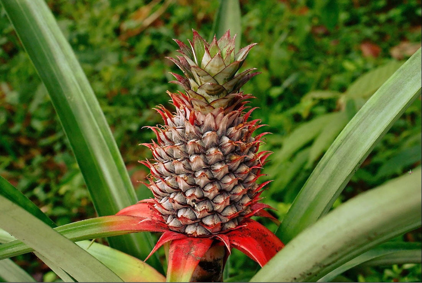 Fresh Pineapple, Each