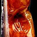 San Manuel San Luis Chorizo, 12 oz.